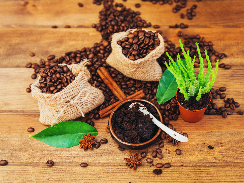 Borra de café nas plantas como adubo: benefícios e passo a passo