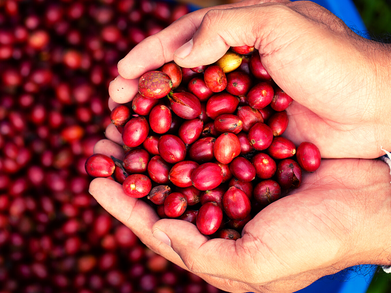 Café é fruta, você sabia? Conheça as características