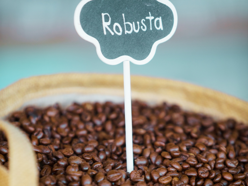 Café Robusta: Qual a diferença com o Arábica?
