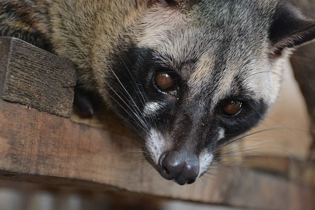 Kopi Luwak: O Café Mais Caro do Mundo