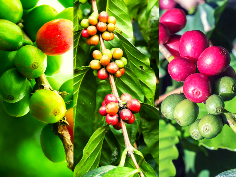 Estágios de maturação dos frutos de café. Fotos: ferrytakesindonesia; psisa e Pedro_Turrini de Getty Images - Canva